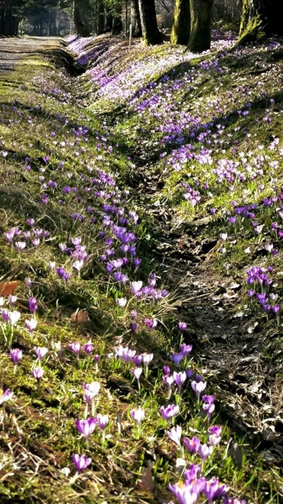 В Ужгороді цвітуть перші весняні квіти. ФОТО