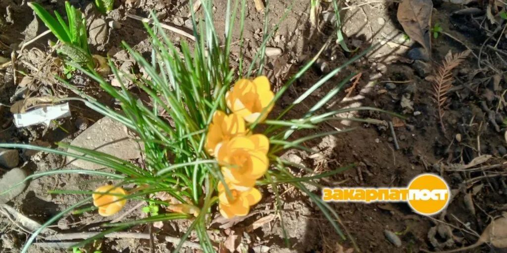 В Ужгороді цвітуть перші весняні квіти. ФОТО
