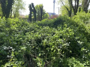 Прибирання цвинтаря в Ужгороді: боротьба за історію та екологію