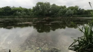 Чорні озера Ужгорода: екологічний оазис під загрозою зникнення
