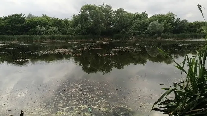 Чорні озера Ужгорода: екологічний оазис під загрозою зникнення Чорні озера Ужгорода: екологічний оазис під загрозою зникнення