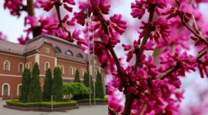 Казкова краса Ужгорода: екзотичне юдине дерево в повній красі