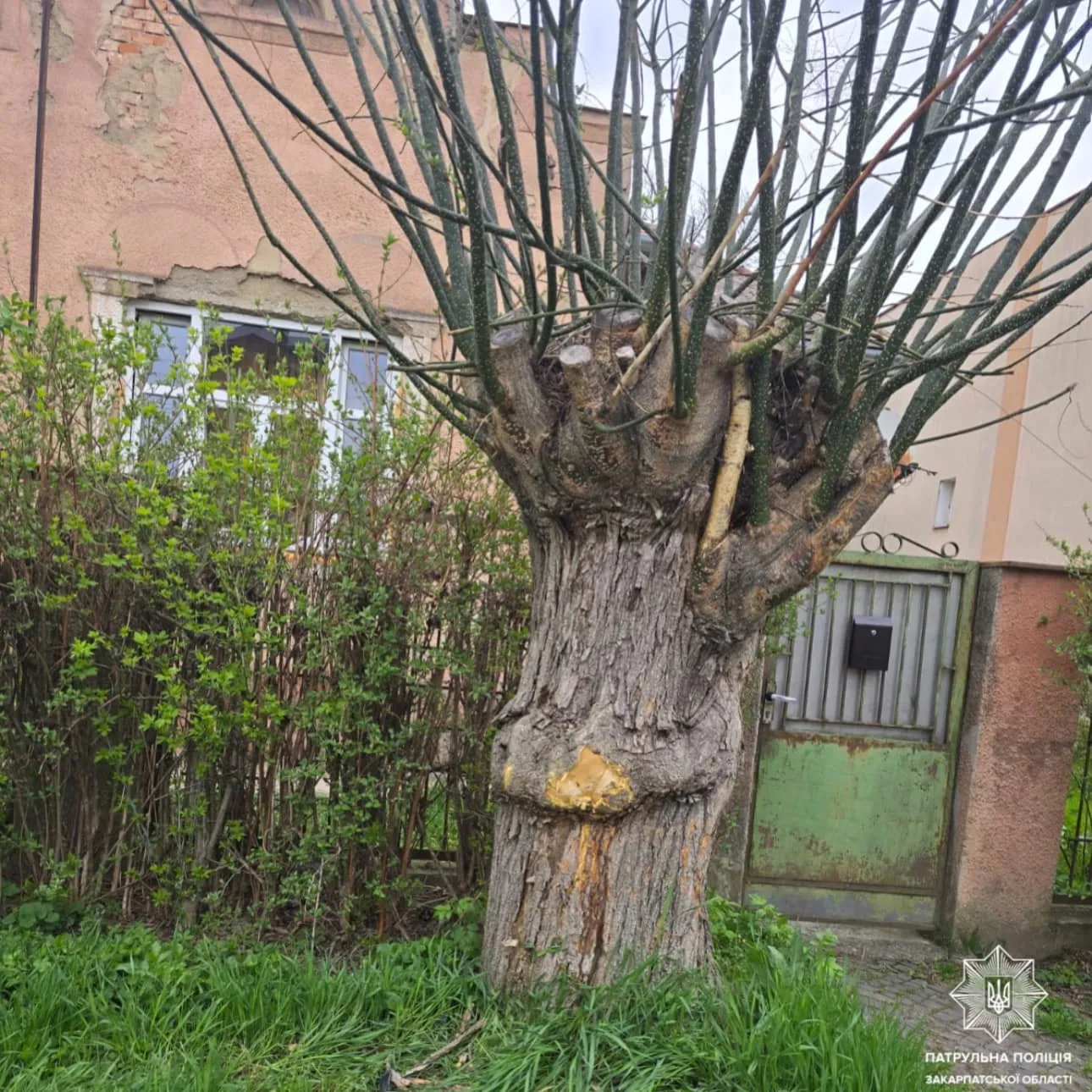 Нетверезий водій спричинив ДТП в Ужгороді: перевищення норми алкоголю в крові більш ніж удвічі