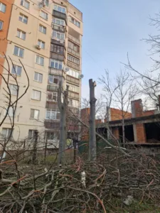 Активістки Ужгорода вимагають захисту дерев від варварської обрізки
