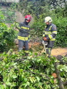 В Ужгороді дерево впало на вулиці Щедрій