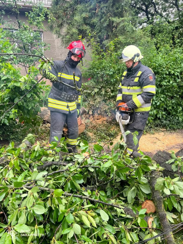 В Ужгороді дерево впало на вулиці Щедрій В Ужгороді дерево впало на вулиці Щедрій