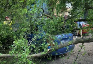 В Ужгороді дерево впало на автомобіль