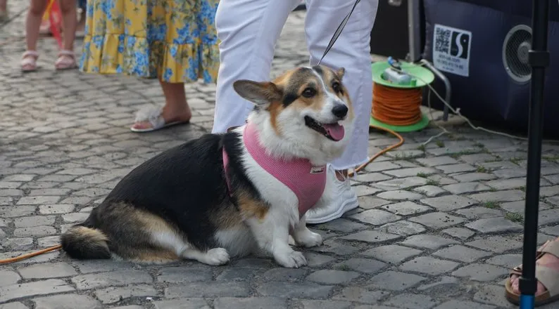 В Ужгороді відбувся перший благодійний забіг “Uzhhorod Puppy Race”: зібрано понад 6 тисяч гривень для притулку “Барбос”