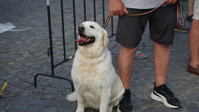В Ужгороді відбувся перший благодійний забіг “Uzhhorod Puppy Race”: зібрано понад 6 тисяч гривень для притулку “Барбос”