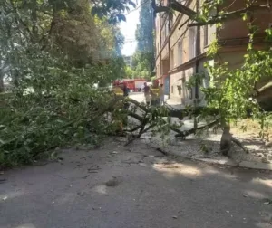 В Ужгороді на пішохідну доріжку впала гілка дерева