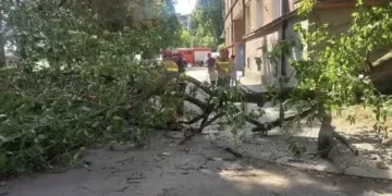 В Ужгороді на пішохідну доріжку впала гілка дерева