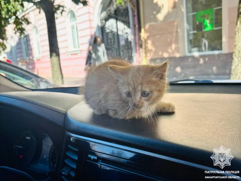 🐈 Врятований з-під капота: Героїчна місія патрульних на площі Петефі в Ужгороді 🐈 Врятований з-під капота: Героїчна місія патрульних на площі Петефі в Ужгороді