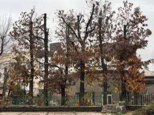 Що робити, коли “кронують” дерево в місті? Інструкція для ужгородців