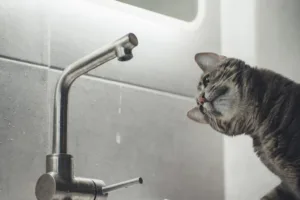 💧 Можливий перехід на графік: в Ужгороді через відключення світла можуть обмежити подачу води