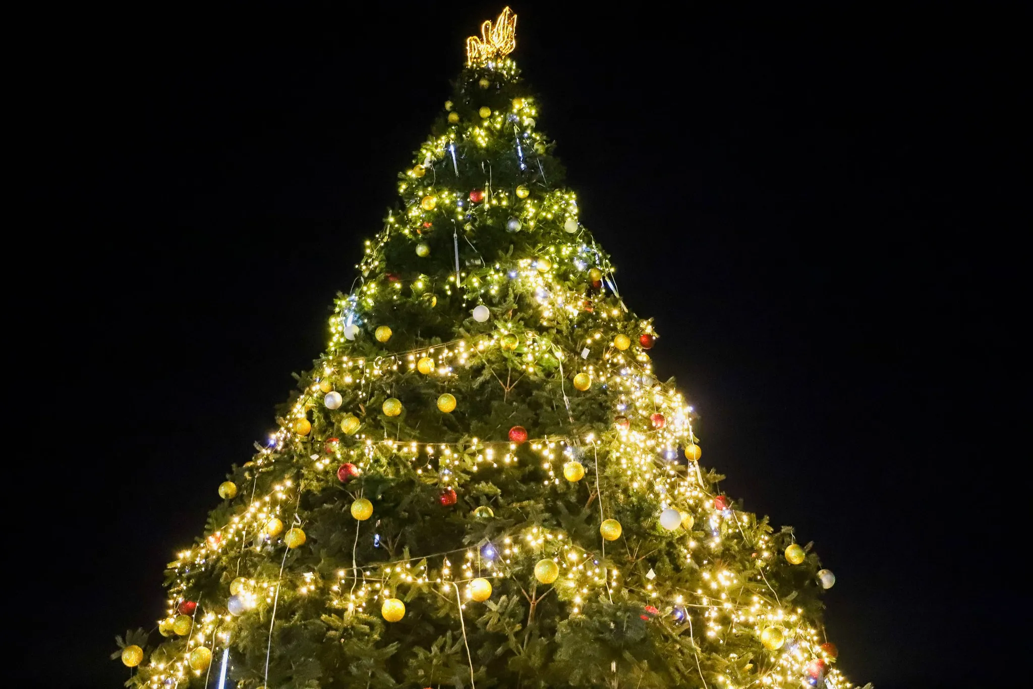 🎄 Сяйво надії: В Ужгороді урочисто засвітили вогні головної новорічної ялинки