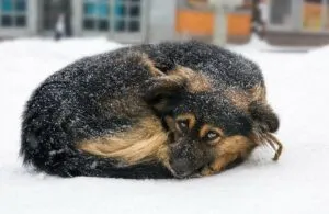 Поліція Ужгорода відреагувала на повідомлення про жорстоке поводження з собакою на морозі