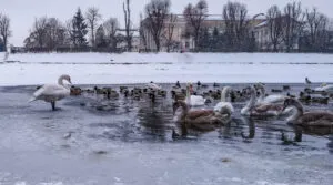 Ужгород очима митців: Відкриття фотовиставки «Мій Ужгород» 6 лютого