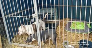 Ужгородська поліція забезпечила порятунок двох собак після трагічної смерті їхньої власниці.