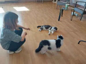 В Ужгороді під загрозою закриття єдине в області котокафе