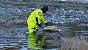 Ужгород попрощався з лебедем, якого напередодні врятували від смерті на річці Уж