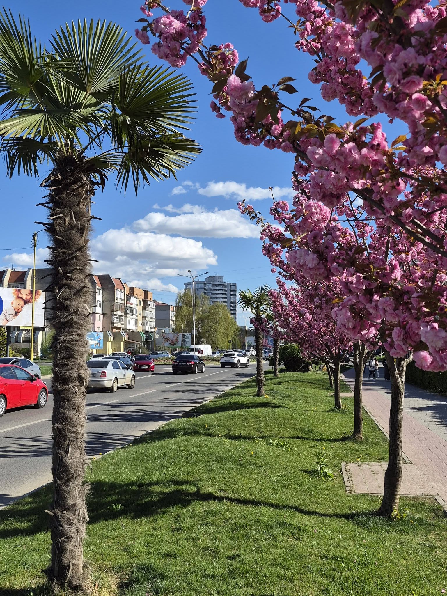 Рожева перлина Закарпаття: історія та сучасність ужгородських сакур