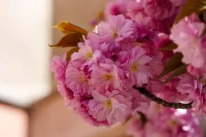 Ужгород готується зустріти рожеве цвітіння сакури