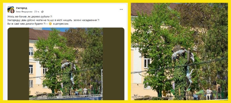 Ужгородці обурені якістю обрізки дерев у місті