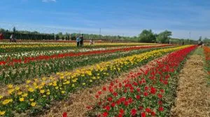 Фестиваль тюльпанів у Park Paradise: яскрава весна біля Ужгорода