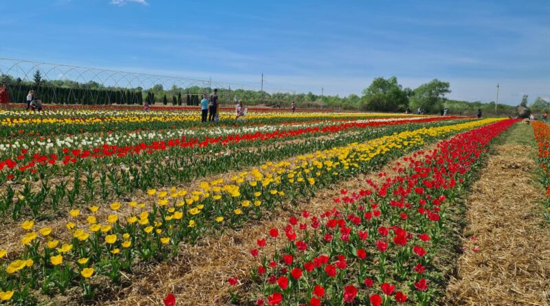 Фестиваль тюльпанів у Park Paradise: яскрава весна біля Ужгорода