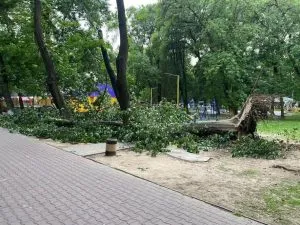 Ужгород вирішив перевірити стан дерев у Боздоському парку після інциденту
