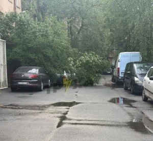 На вулиці Капушанській дерево впало на автомобіль через негоду