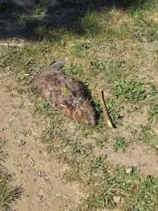 Таємниця загибелі бобра на Набережній Ужгорода