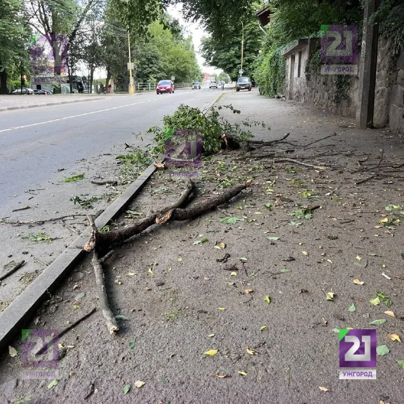 Ужгород: на Підградській вулиці гігантська гілка впала на тротуар