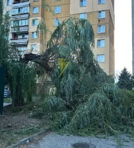 У Минайській вулиці сталося падіння дерева