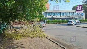 В Ужгороді на тротуар впала велика гілкаНа перехресті вулиць Капушанської…