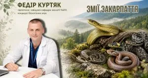 Експерти розповіли про змії Закарпаття: як їх розпізнати та чого боятися