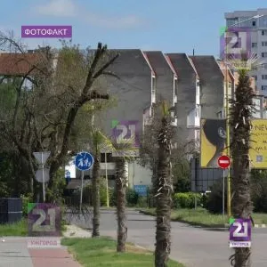 Загроза падіння дерев на вулиці Баб’яка