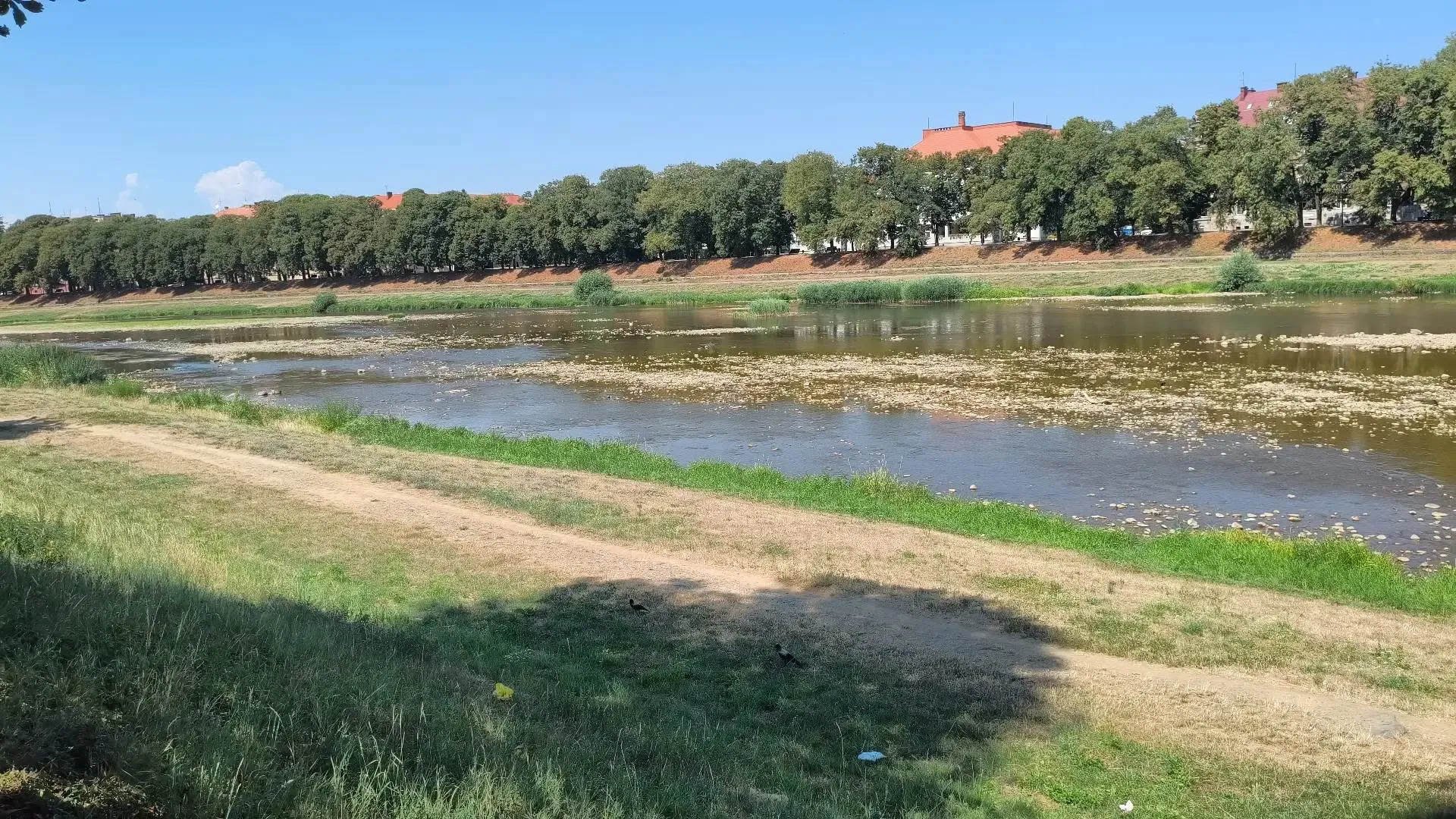 Кліматичні зміни чи діяльність людини: чому обміліла річка Уж та які перспективи Закарпатського водоймища