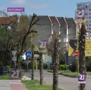 Ужгородські пальми схоже не пережили зиму