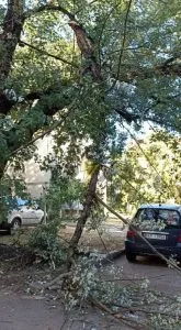На вулиці Шухевича обвалилася велика гілка дерева