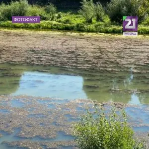 Річка Уж «зацвіла»: причиною масового розростання водоростей можуть бути стіки