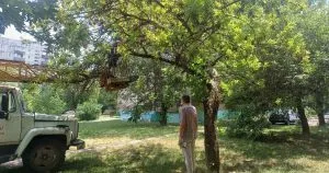 Ужгород вводить карантин через небезпечного шкідника ясенів: чим це загрожує місту