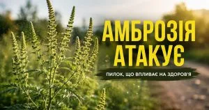 Інвазія амброзії в Ужгороді: причини поширення та методи боротьби