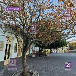 В Ужгороді всихає легендарна сакура на площі Театральній