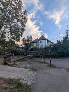 В Ужгороді через падіння дерева пошкоджено лінію електропередач